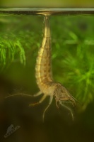Potapnik vroubeny - Dytiscus marginalis - Great Diving Beetle - larvae 5616a
